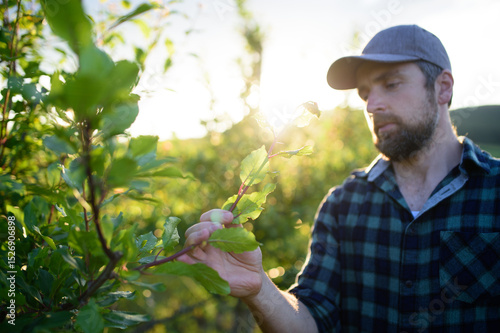 Fotografija Farmer working in orchard inspecting fruit trees for pests or diseases