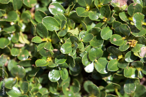 Foliage of Salix retusa