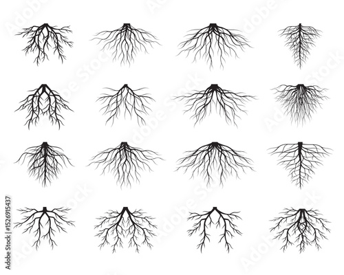 Set of Black Tree Roots. Outline Illustration and nature image.