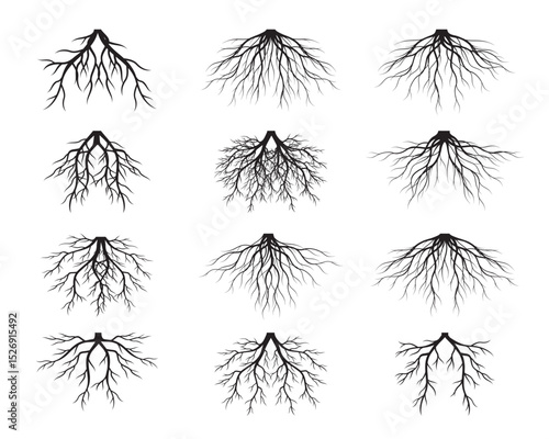 Set of Black Tree Roots. Outline Illustration and nature image.