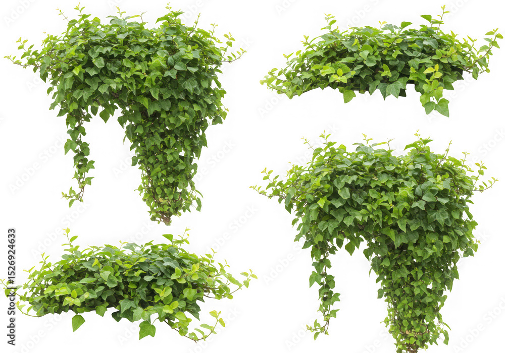 Fototapeta premium Green ivy plants clipping path isolated on transparent background