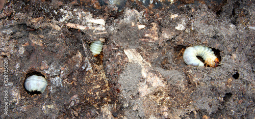 Vászonkép Larva of woodworm living under pine bark