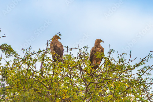 Tawny Eagle. Tsavo East National Park. Kenya.