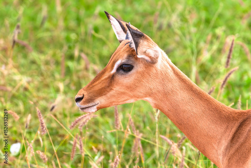 Photography Impala antelope in Tsavo East National Park in Kenya