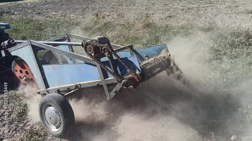 Process of digging fresh organic potatoes vegetable in field on soil. Farmer on tractor harvesting potato on plantation. Agricultural farm field. Digging up potato crop. Potato digger in action