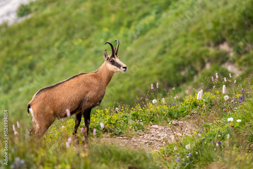 Fotografie Tatra chamois standing on a steep grassy slope in the High Tatras National Park, Slovakia
