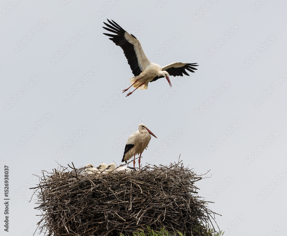 Fototapeta premium Nature walk observing brown bears, in various postures, and storks with their young in their nests