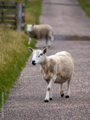 Sheep on paved road with second sheep in the far background