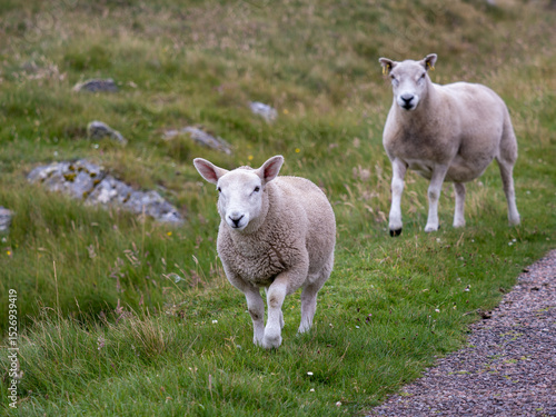 Two sheep on paved road walking towards the camera