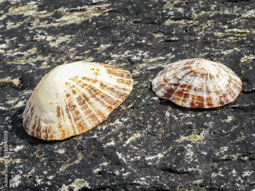 Two seashells on a black rock