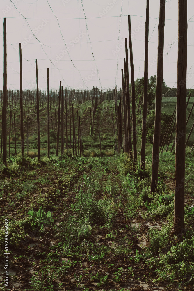 Obraz premium Landscape of a hop plantation