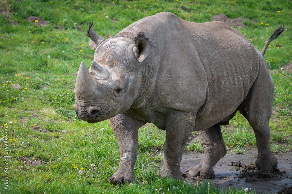 Naklejka premium Black Rhinoceros Walking on Grass