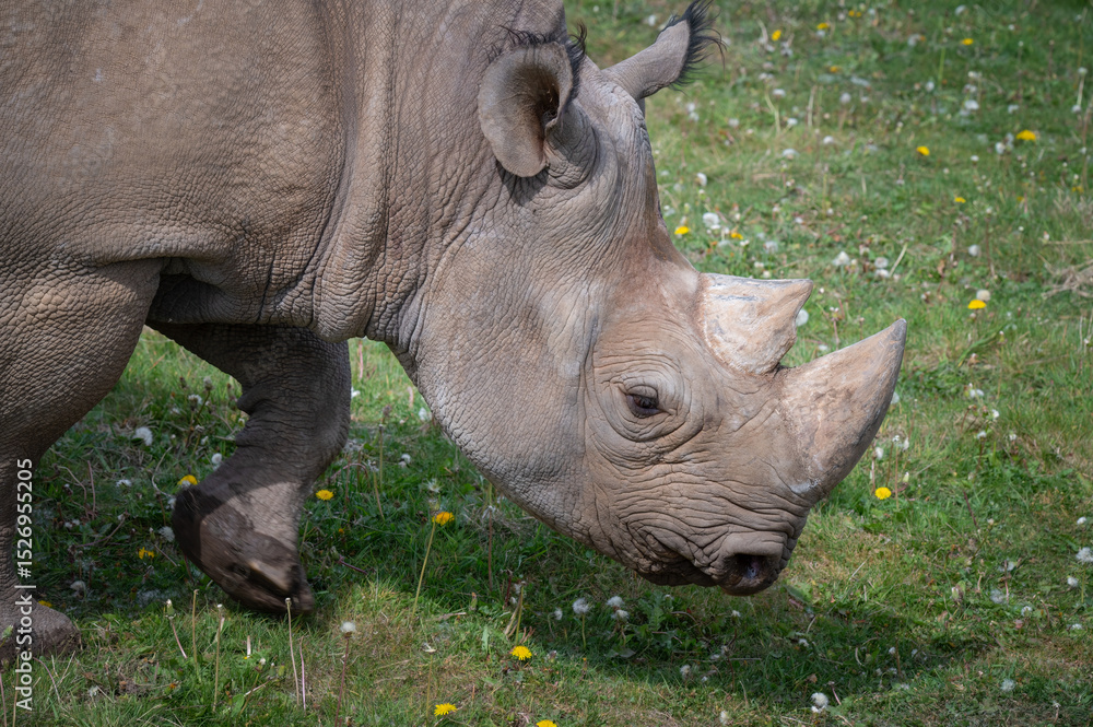 Fototapeta premium Close Up Black Rhinoceros