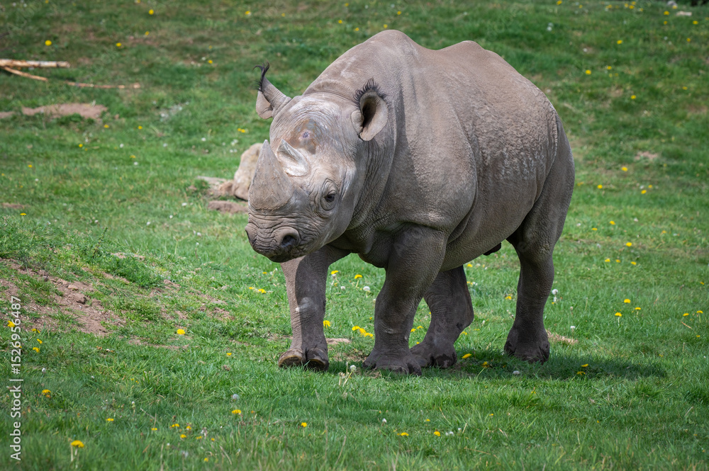 Fototapeta premium Black Rhinoceros Walking on Grass
