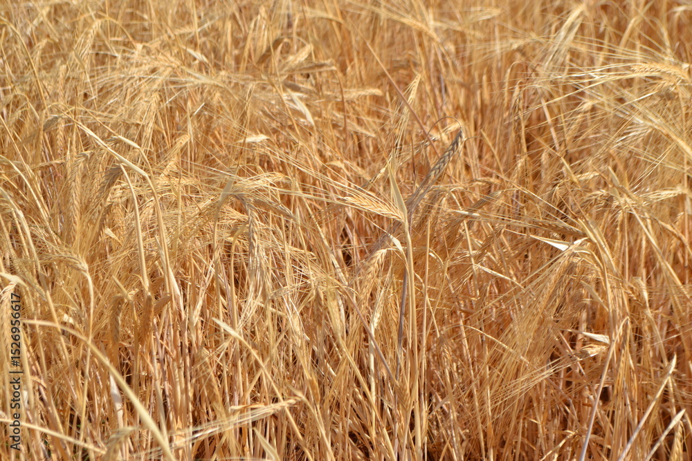 Golden wheat field at harvest time for agriculture and nature. Summer background. Yellow field. Copy space. Free space for text Golden wheat field at harvest time for agriculture and nature. Summer background. Yellow field. Copy space. Free space for text