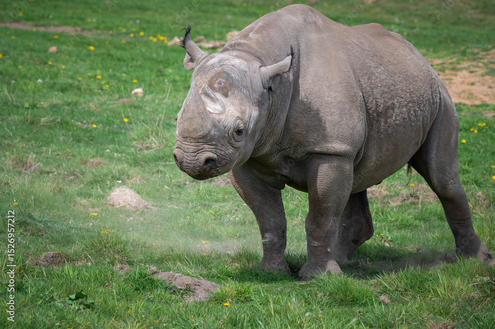 Fototapeta premium Black Rhinoceros