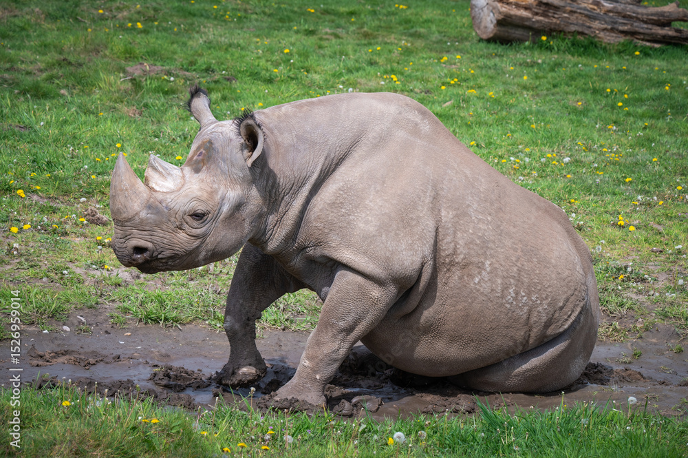 Fototapeta premium Black Rhinoceros Rolling in Mud