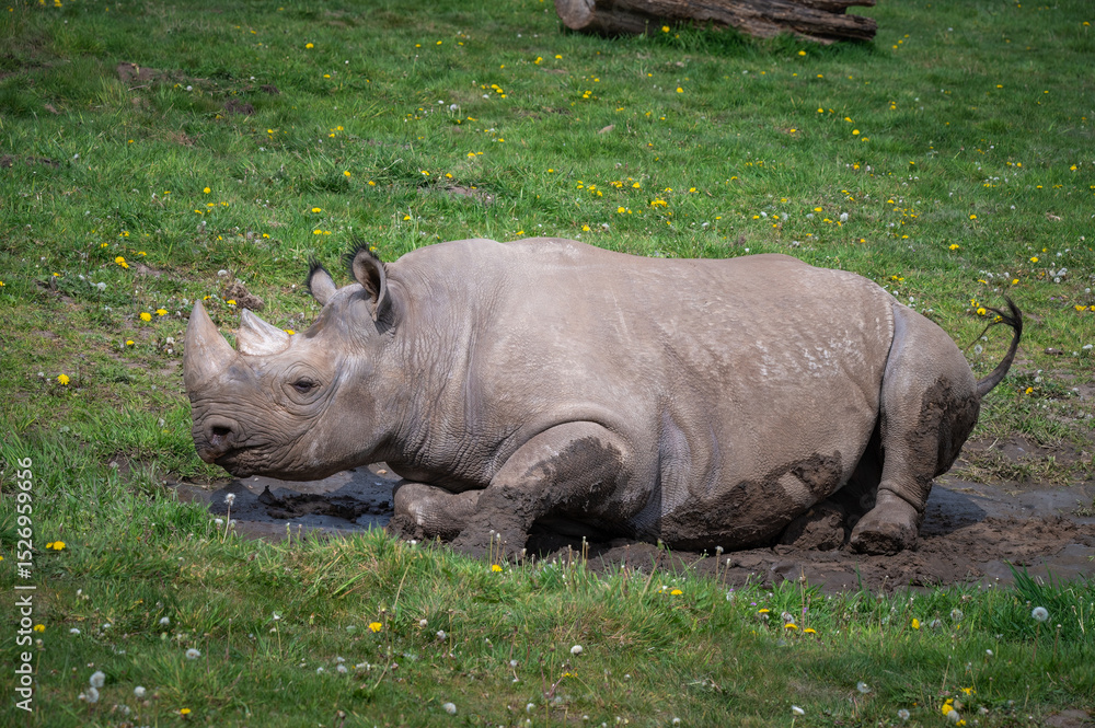 Obraz premium Black Rhinoceros Rolling in Mud