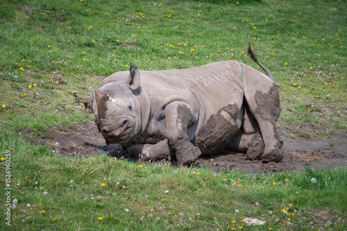 Black Rhinoceros Rolling in Mud