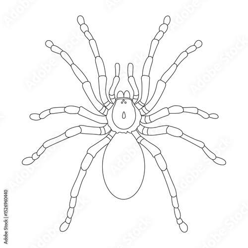 Tarantula line art vector design. Tarantula outline illustration design.