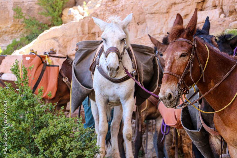 Obraz premium Mule train on South Kaibab Trail at Grand Canyon National Park.