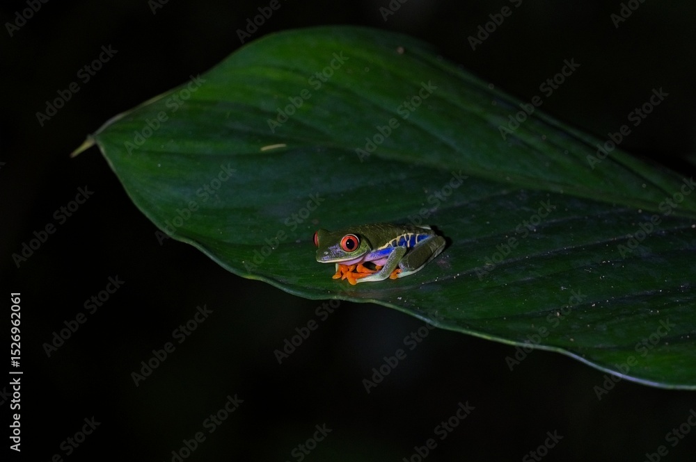 Obraz premium Red-eyed tree frog in a rain forest in Costa Rica