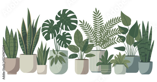 Collection of Various Potted Houseplants in Different Pots Including Snake Plant Monstera and Fern on a White Background for Interior Decoration