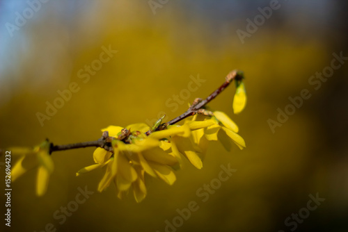 Close-up of vibrant yellow forsythia flowers on a branch, photographed with shallow depth of field. Background softly blurred with matching yellow hues.