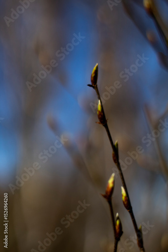 Emerging buds on a bare twig against a softly blended background of browns and blues. The photo employs a dreamy shallow focus technique.