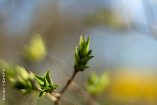 New green lilac leaves forming in early spring, soft-focused background with light and color bokeh. Ideal for spring-themed designs.