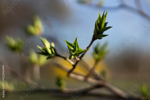 Close-up of new lilac leaves emerging on a twig. The image features strong bokeh and soft focus in the background for design use.