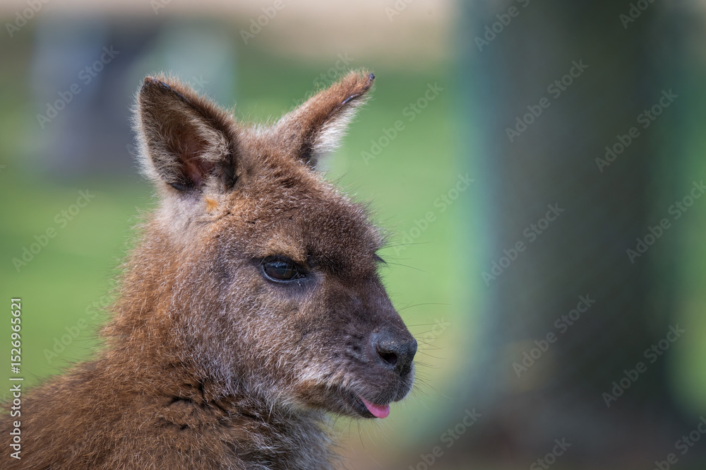 Fototapeta premium Close Up Swamp Wallaby