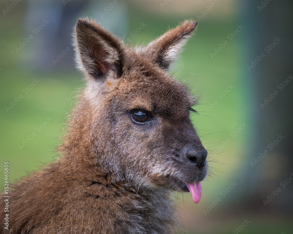 Fototapeta premium Close Up Swamp Wallaby
