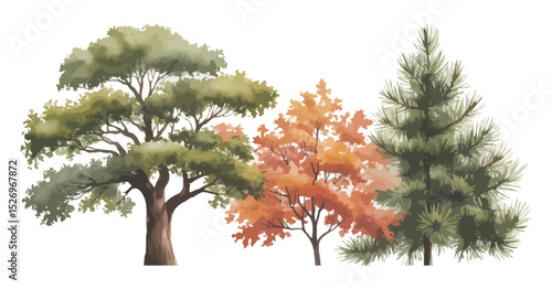 Watercolor Illustration of Three Trees with Different Foliage Colors Including Green Orange and Evergreen Isolated on White