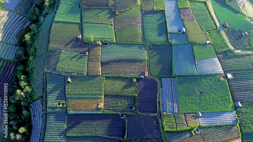 Neat and very fresh vegetable plants, there are various plants such as spring onions, potatoes, celery, on the slopes of Mount Sumbing, Central Java, Indonesia.