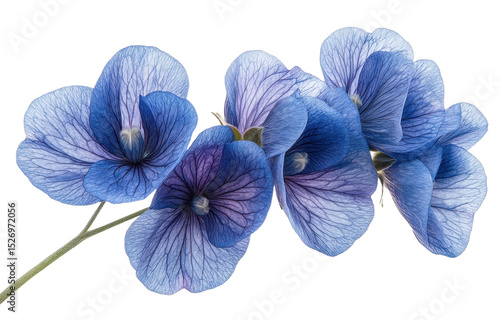 Blue violet flower isolated on transparent background. PNG.
