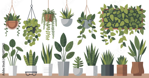 Collection of Various Potted and Hanging Plants Including Succulents Leafy Greens and Vines Arranged on a Shelf Isolated on White Background