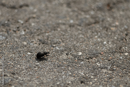 beetle on a road