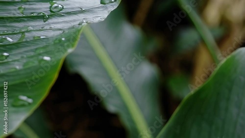 Foliage of tropical leaf in dark green with rain water drop on texture, abstract pattern nature