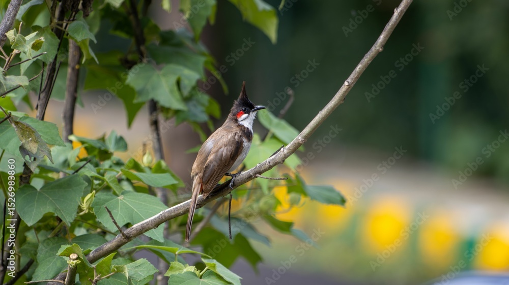 Pycnonotus jocosus on a branch Pycnonotus jocosus on a branch
