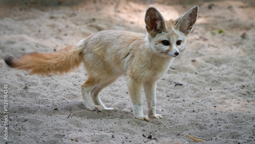 Captive Fennec Fox Standing on the Ground