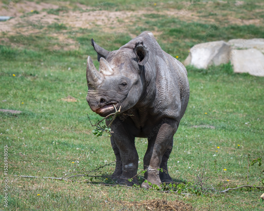 Fototapeta premium Adult Black Rhinoceros Standing on Grass Feeding