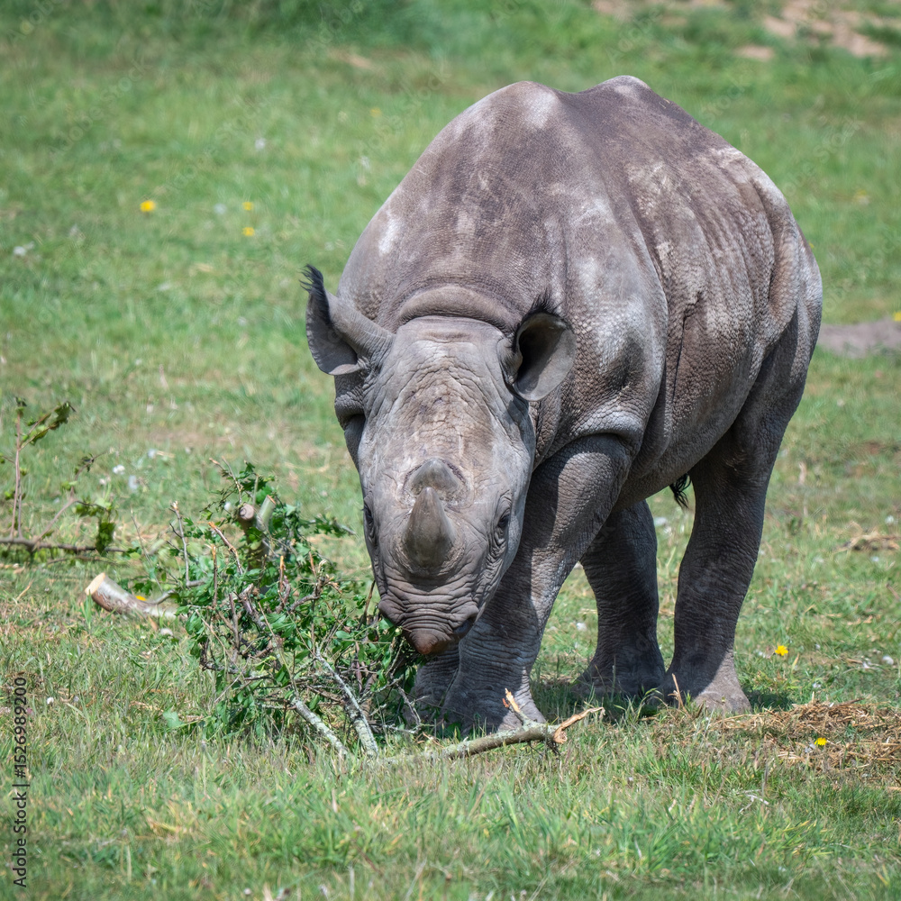 Fototapeta premium Young Black Rhinoceros Feeding
