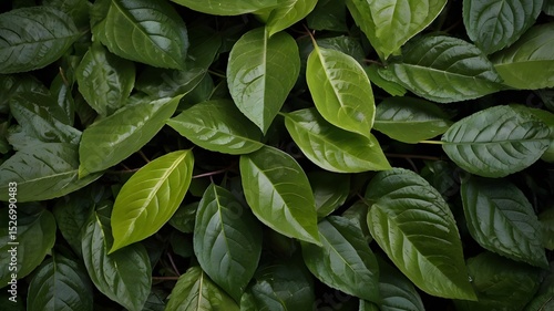 Wallpaper Mural green leaves background Torontodigital.ca
