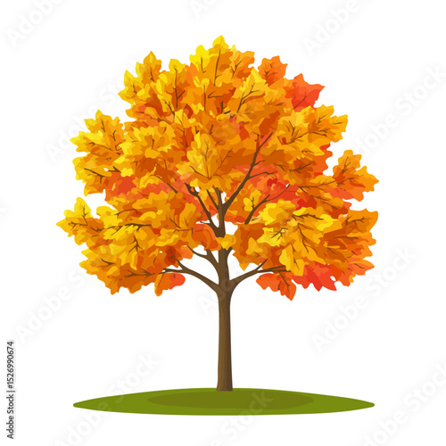 A Sugar Maple Tree illustration vector 2D flat, isolated on a white background.