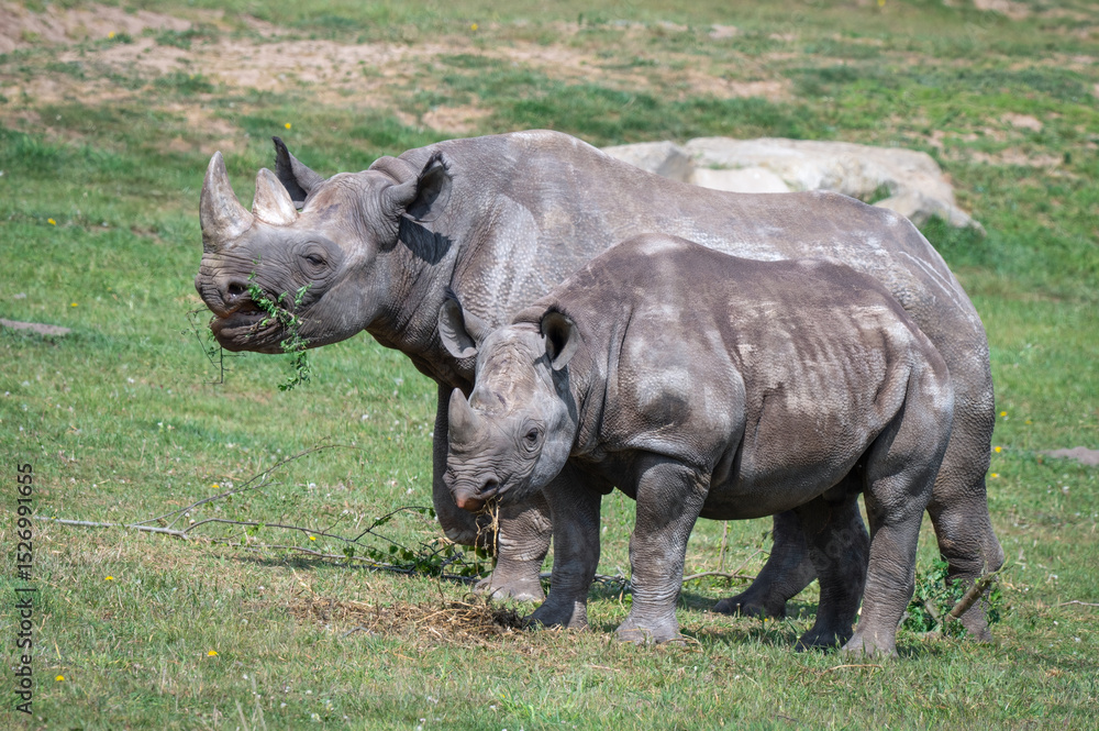Obraz premium Mother and Calf Black Rhinoceros Standing Together