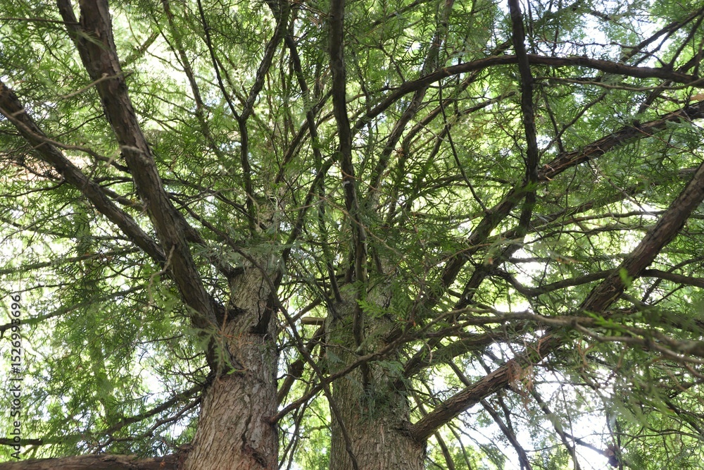 Fototapeta premium tree in the forest