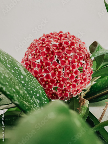 Close-up of a blooming hoya carnosa flower cluster with fuzzy red and pink star-shaped flowers surrounded by green spotted leaves, detailed botanical macro, indoor flowering houseplant