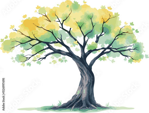 Sprawling tree with a lush crown.