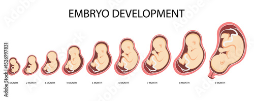 Stages of Human Embryo Development. Fetal growth and pregnancy from 1 to 9 months before birth
